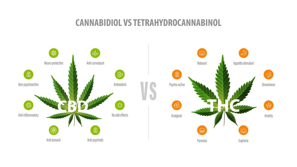 thc und cbd AdobeStock 422164845